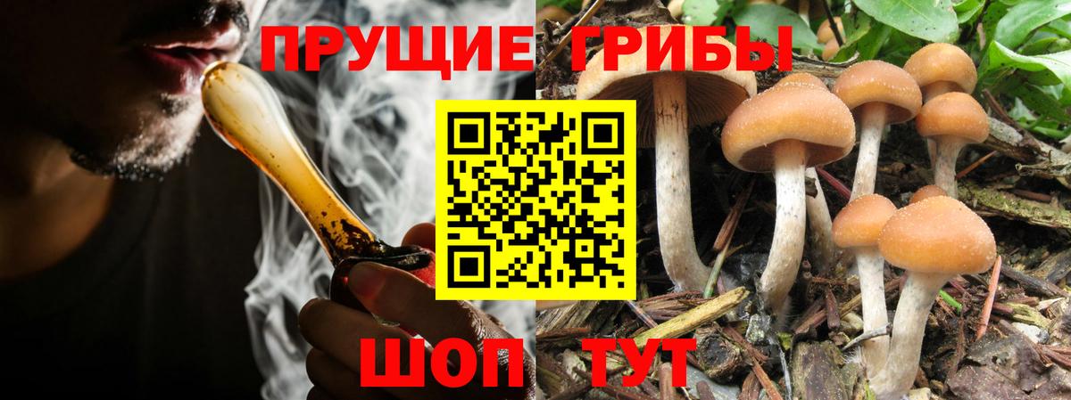 Галлюциногенные грибы прущие грибы  Вход с VPN  Краснознаменск  Галлюциногенные грибы MAGIC MUSHROOMS 